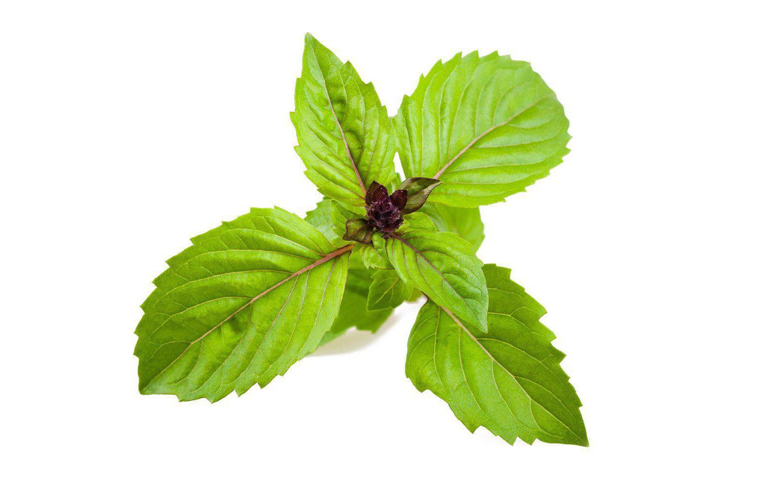 Click and Grow Smart Garden Plant Pod 3-pack, Cinnamon Basil