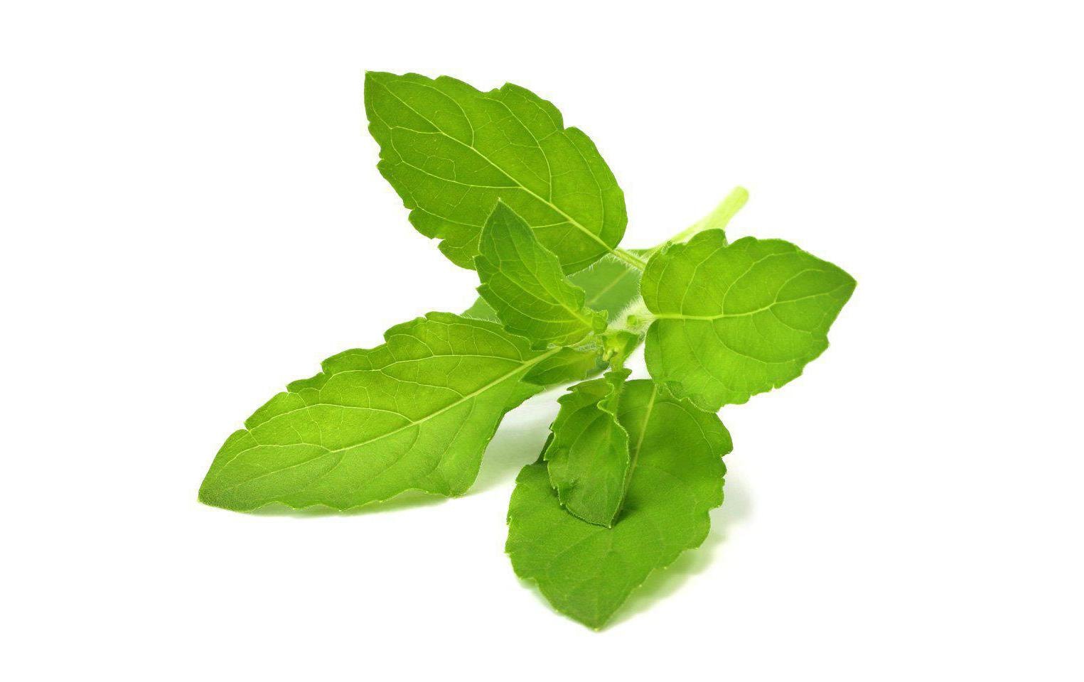 Click and Grow Smart Garden plant pod 3-pack, Holy Basil