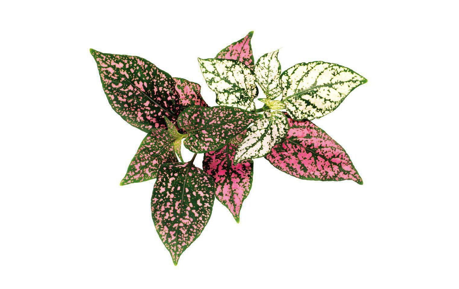 Click and Grow Smart Garden Plant Pod 3-pack, Polka Dot