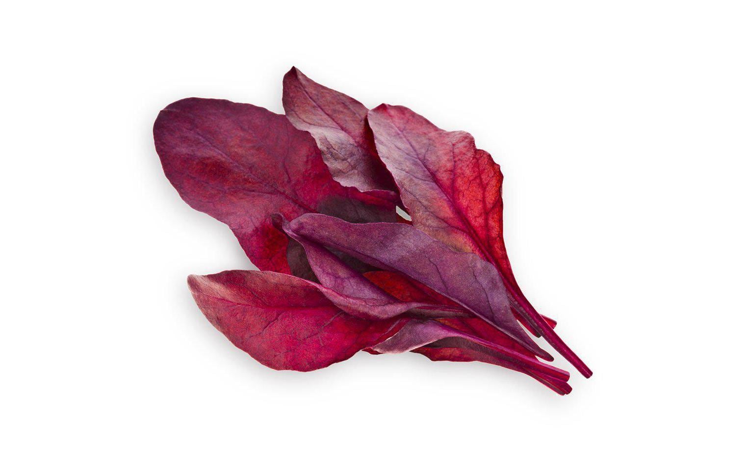 Click and Grow Smart Garden Plant Pod 3-pack, Red Chard