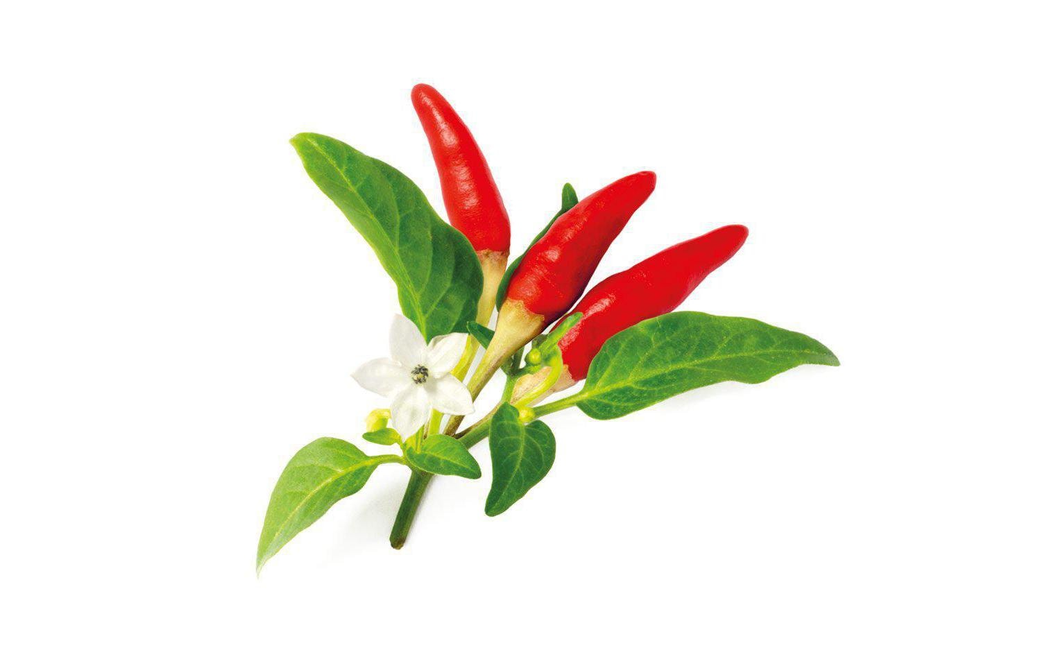 Click and Grow Smart Garden Plant Pod 3-pack, Red Hot Chili Pepper – Bild 2
