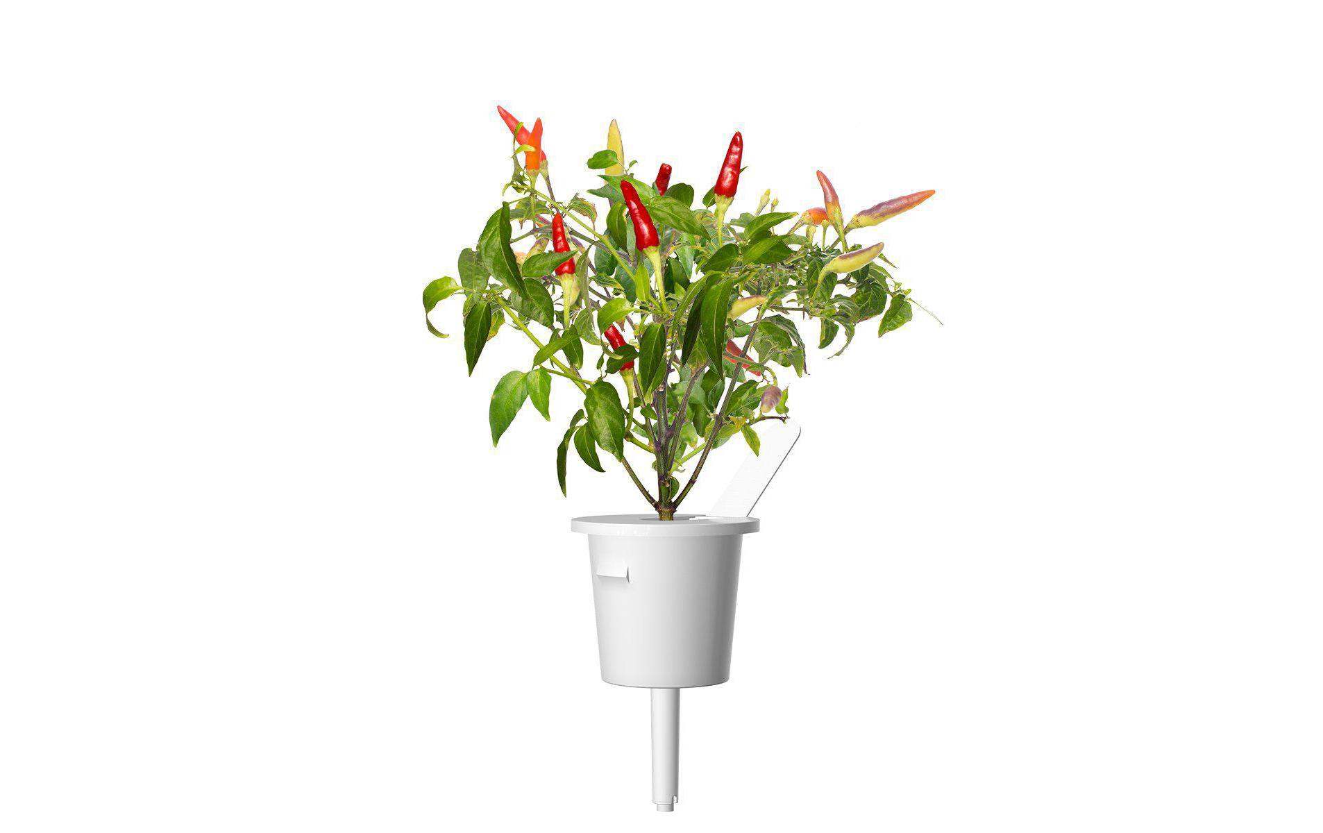 Click and Grow Smart Garden Plant Pod 3-pack, Red Hot Chili Pepper – Bild 3