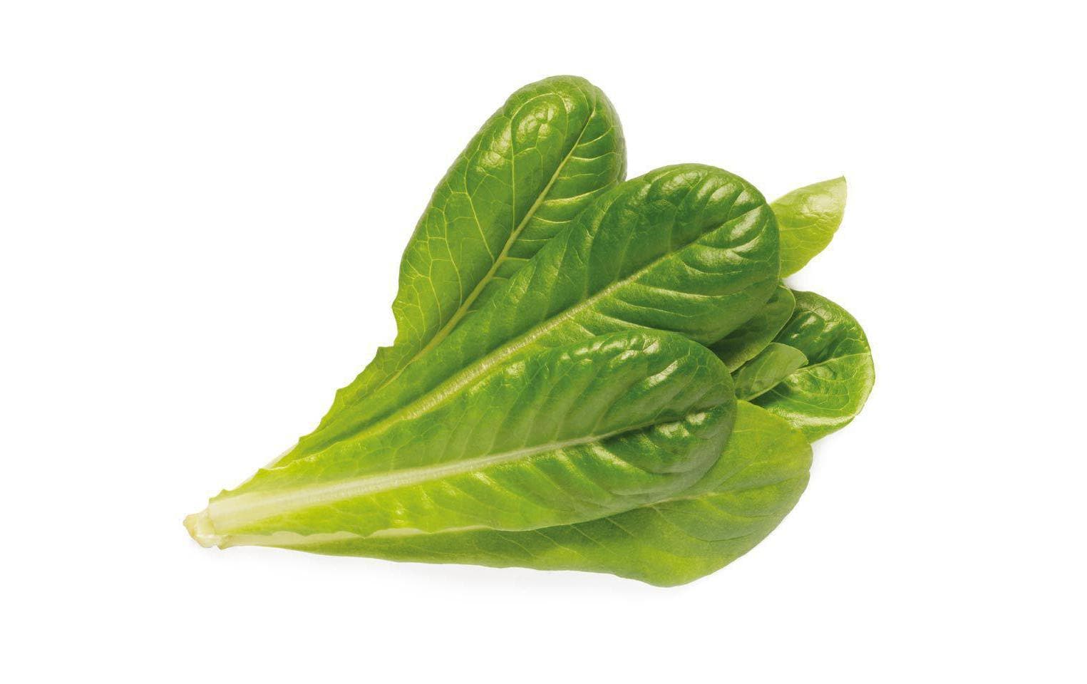 Click and Grow Smart Garden Plant Pod 3-pack, Romaine Lettuce – Bild 2