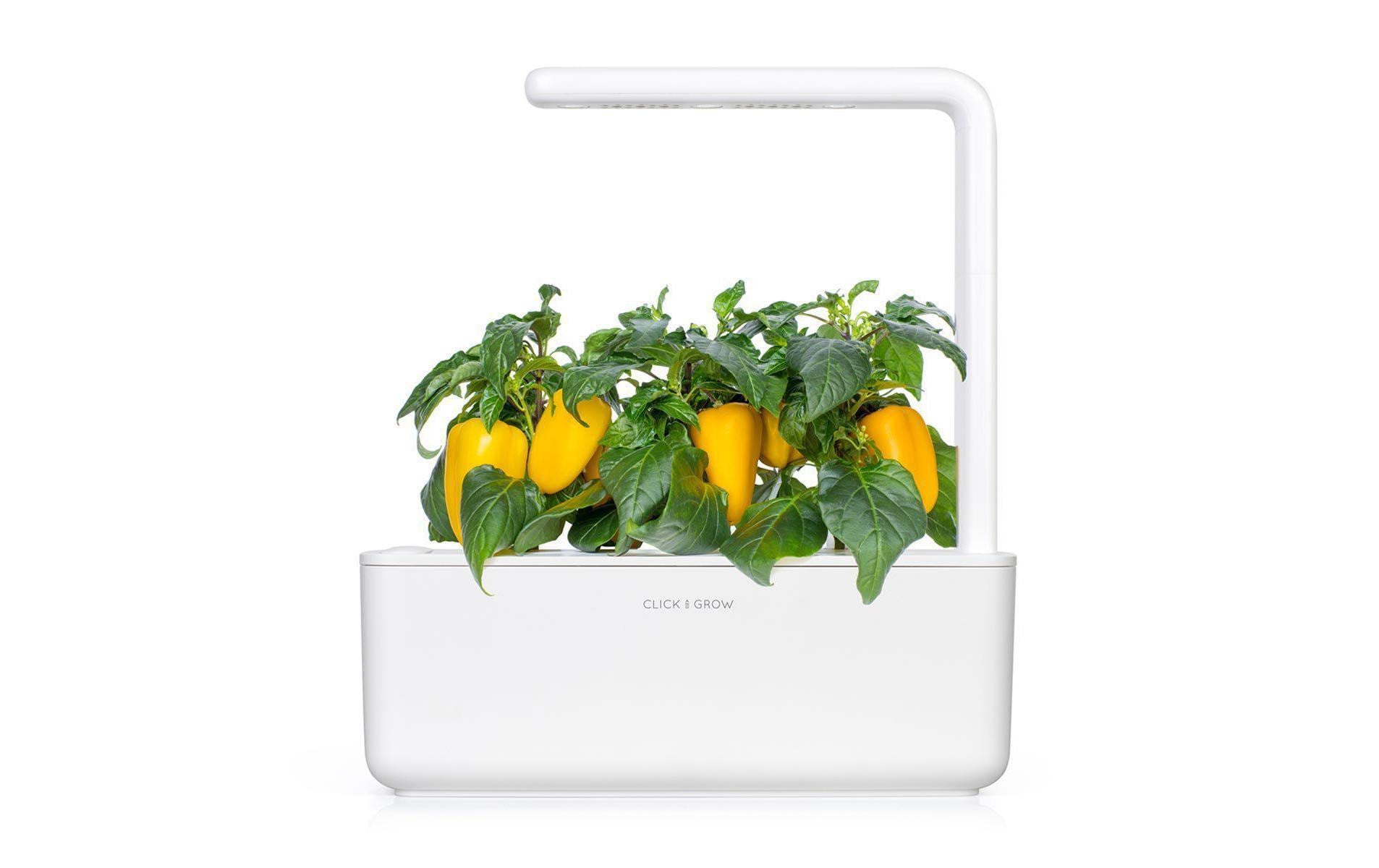 Click and Grow Smart Garden Plant Pod 3-pack, Yellow Sweet Pepper – Bild 3
